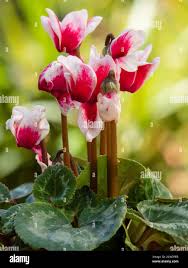 Image result for Cyclamen persicum
