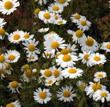 Attēlu rezultāti vaicājumam “Tripleurospermum inodorum”