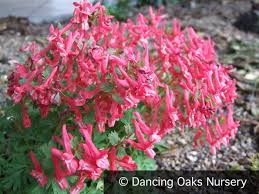Attēlu rezultāti vaicājumam “Corydalis solida flower”