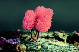 Attēlu rezultāti vaicājumam “Hemitrichia decipiens var. hemitrichoides”