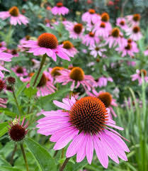 Image result for Echinacea purpurea