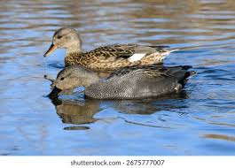 Attēlu rezultāti vaicājumam “Anas strepera female”