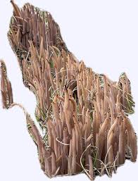 Attēlu rezultāti vaicājumam “Clavaria fumosa”