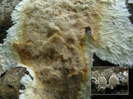 Attēlu rezultāti vaicājumam “Porotheleum fimbriatum”