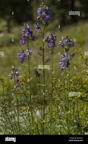 Attēlu rezultāti vaicājumam “Polemonium caeruleum”