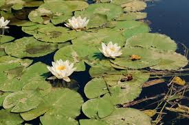 Attēlu rezultāti vaicājumam “Nymphaea candida leaf”