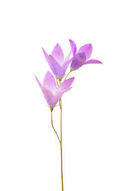 Attēlu rezultāti vaicājumam “Campanula patula flower”