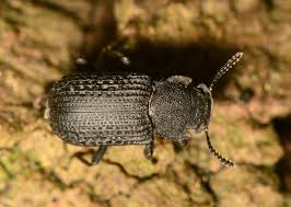 Attēlu rezultāti vaicājumam “Bolitophagus reticulatus imago”