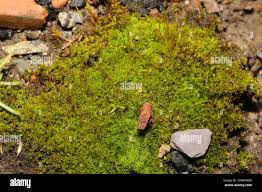 Attēlu rezultāti vaicājumam “Barbula unguiculata macro”