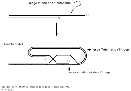 Image result for the end of the t-loop structure
