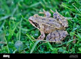 Attēlu rezultāti vaicājumam “Rana temporaria”