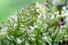 Attēlu rezultāti vaicājumam “Plagiomnium undulatum sporophyte”