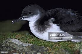 Image result for Puffinus puffinus