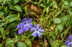 Attēlu rezultāti vaicājumam “Vinca minor leaf”