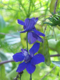 Image result for Consolida regalis