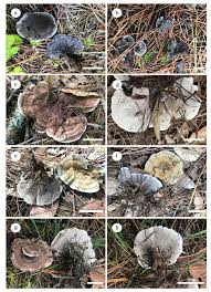 Attēlu rezultāti vaicājumam “Phellodon melaleucus”