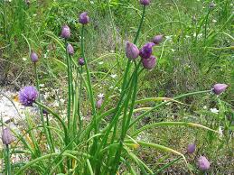 Image result for Allium schoenoprasum