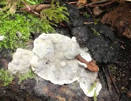 Attēlu rezultāti vaicājumam “Kretzschmaria deusta”