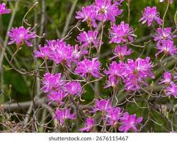 Attēlu rezultāti vaicājumam “Rhododendron canadense”