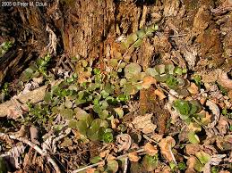 Attēlu rezultāti vaicājumam “Lysimachia nummularia leaf”