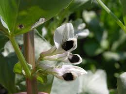 Attēlu rezultāti vaicājumam “Vicia faba flower”