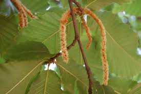 Attēlu rezultāti vaicājumam “Castanea sativa”