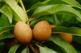 Attēlu rezultāti vaicājumam “Herminium monorchis fruit”