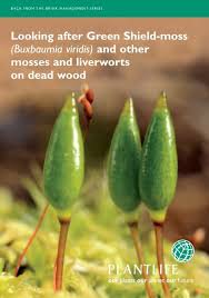 Attēlu rezultāti vaicājumam “Buxbaumia”