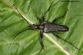 Attēlu rezultāti vaicājumam “Stenocorus meridianus”