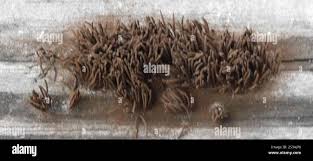 Attēlu rezultāti vaicājumam “Stemonitidaceae”