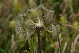 Attēlu rezultāti vaicājumam “Tragopogon pratensis subsp. pratensis fruit”