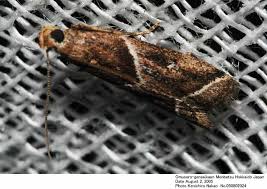 Attēlu rezultāti vaicājumam “Nyctegretis lineana”