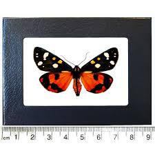 Attēlu rezultāti vaicājumam “Callimorpha dominula”