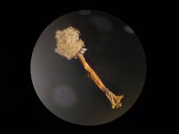 Attēlu rezultāti vaicājumam “Physarum viride var. incanum stalked”