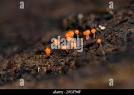 Attēlu rezultāti vaicājumam “Trichia, Hemitrichia sp.”