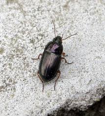 Attēlu rezultāti vaicājumam “Amara sp.”