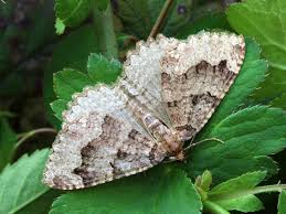 Attēlu rezultāti vaicājumam “Triphosa dubitata”