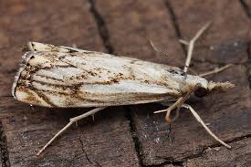 Attēlu rezultāti vaicājumam “Catoptria fulgidella”