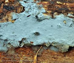 Attēlu rezultāti vaicājumam “Byssocorticium atrovirens”