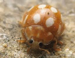 Attēlu rezultāti vaicājumam “Calvia decemguttata”