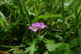 Attēlu rezultāti vaicājumam “Geranium pusillum”