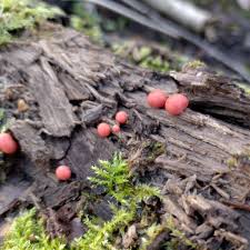 Attēlu rezultāti vaicājumam “Lycogala cf. fossiculatum sessile”