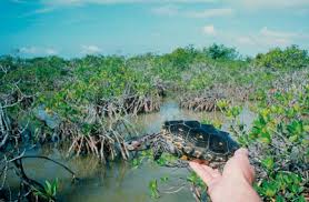 Image result for Malaclemys terrapin