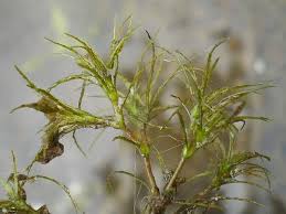 Attēlu rezultāti vaicājumam “Najas minor”