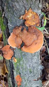 Attēlu rezultāti vaicājumam “Pycnoporus cinnabarinus”