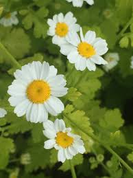 Image result for Chrysanthemum ptarmiciflorum