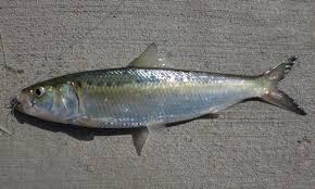 Image result for Alosa chrysochloris
