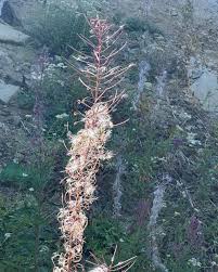 Attēlu rezultāti vaicājumam “Listera cordata fruit”