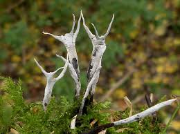 Attēlu rezultāti vaicājumam “Xylaria hypoxylon”