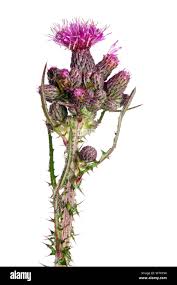 Attēlu rezultāti vaicājumam “Cirsium palustre fruit”